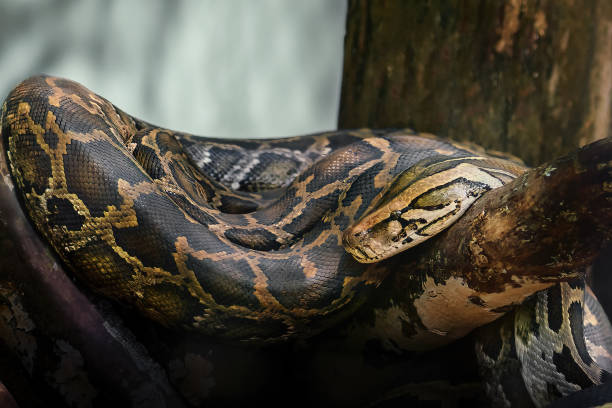 Asia Rock Python 40+ Asian Rock Python fotos de stock, imagens e fotos royalty-free - iStock