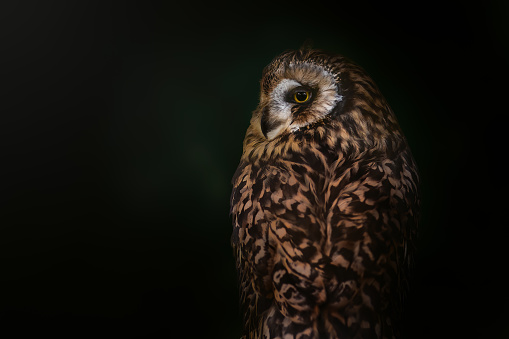 Daytime front view portrait of a single majestic Eurasian eagle-owl (Bubo Bubo)   sitting still, looking straight ahead at the camera with defocussed trees in the background - shallow DOF, focus on the eyes