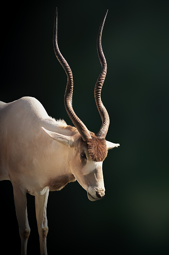 Addax Antelope (Addax nasomaculatus) - Horned Antelope