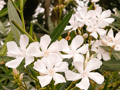 Horizontal closeup photo of green leaves, buds and scented white flowers on an Oleander bush growing in a garden. Mollymook, south coast NSW.