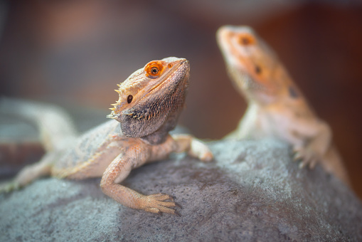 Central Bearded Dragon Lizard (Pogona vitticeps)