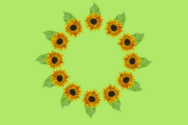Yellow red sunflowers isolated on background