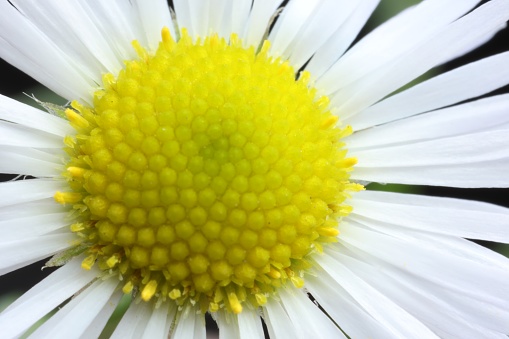 Macro photo of beautiful daisy flower as background