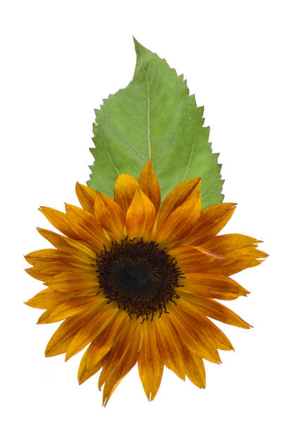 Yellow red sunflowers isolated on background
