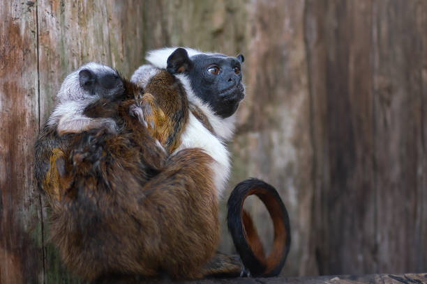 istock Pied Tamarin monkey mother and babies (Saguinus bicolor) 1935613266