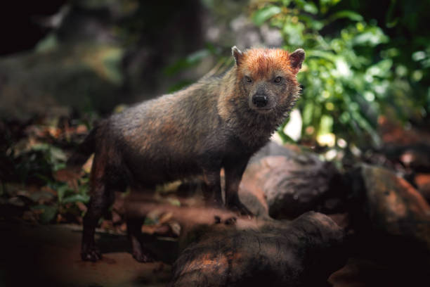 istock Bush Dog (Speothos venaticus) - South American canid 1935613790