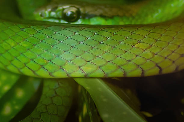 istock Snake Scales Texture - South American Green Racer (Philodryas olfersii) 1935614307