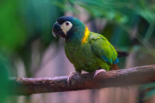 Golden Collared Macaw (Primolius auricollis)