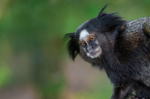 Black-tufted Marmoset monkey (Callithrix penicillata)