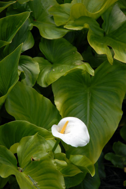 plant known in south america as cala - calla zdjęcia i obrazy z banku zdjęć