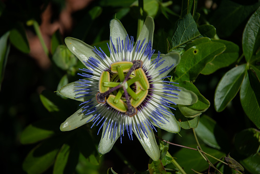 passion fruit flower in its natural habitat