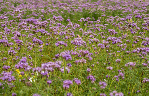 Blooming phacelia on the summer agricultural field. Honey production
