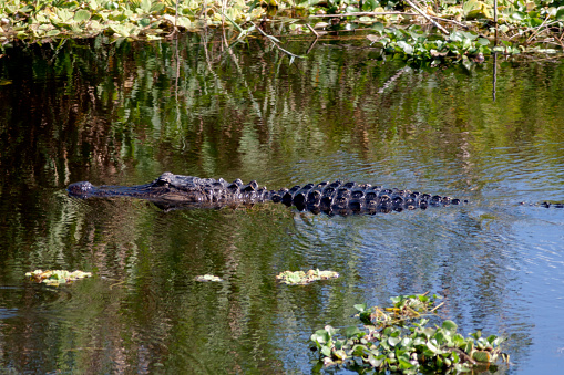 a Salt water crocodile at the zoo