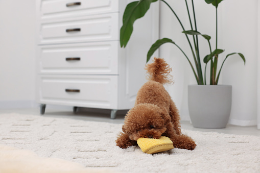Cute Maltipoo dog gnawing yellow slipper at home, space for text. Lovely pet
