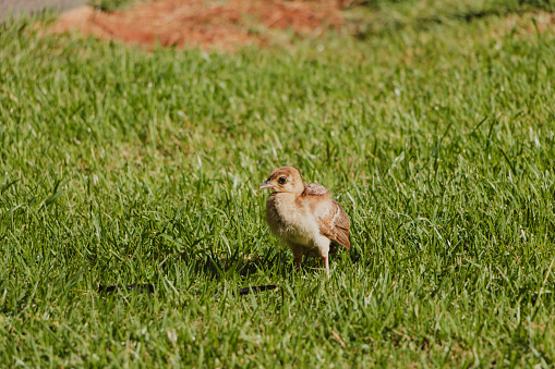 peacock chicks scratching in the grass