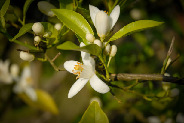 orange blossom on its plant