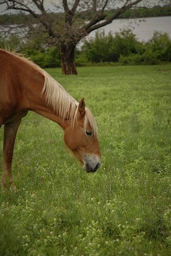 Pregnant horse grazing freely in a rural scene with a river in the background