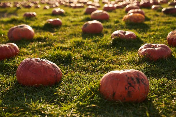 Big ripe pumpkins in pumpkin patch, surrounded by numerous of pumpkins at sunny day. Close up view of numerous of orange pumpkins in field, with blurred background. Concept of harvesting, fall.
