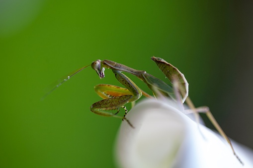 Mantis on a white flower in East Africa