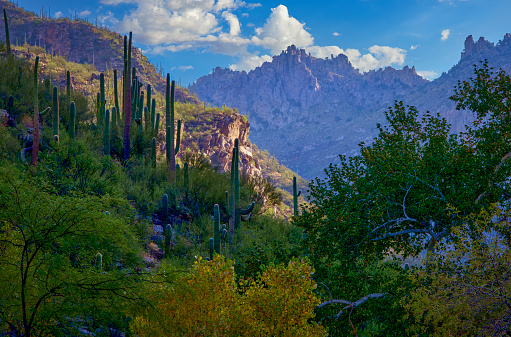 The rising sun casts a gentle, golden light on the diverse array of saguaro cacti and the lush desert foliage against rugged mountain terrain.