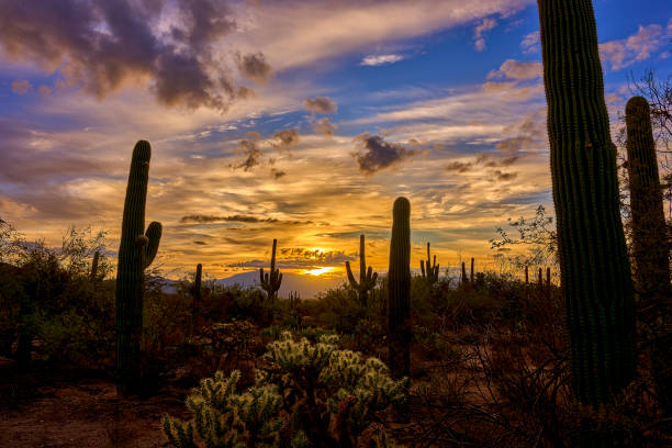 istock Desert Dawn: Saguaros and Cholla Against a Sunrise Sky 1935645378