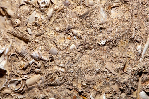 Macro photo of Sternberger Kuchen, a Tertiary sandstone with fossils from Northern Germany.