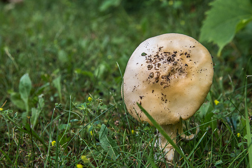 Mushroom grown in yard