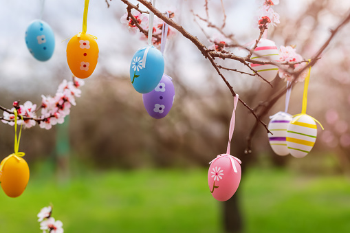 Multi colored Easter eggs are hanging on a branch of a blooming cherry tree. Easter spring background or greeting card.