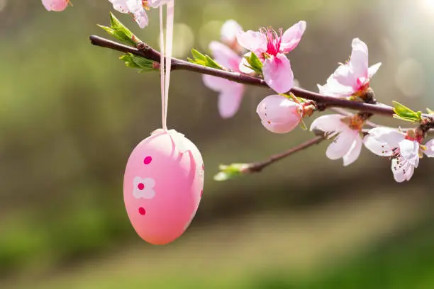 Close up of a beautiful pink painted Easter egg hanging on a branch of a blossoming peach tree. Easter spring background or greeting card.
