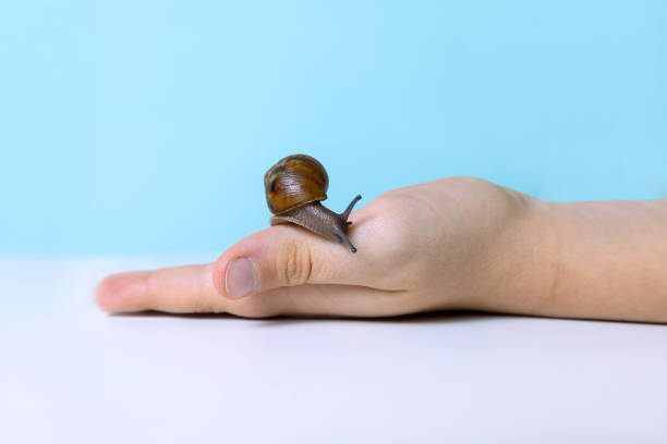 Young snail on kids hand, care for pets concept.