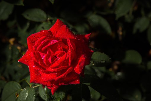 Red Rose Facing Forward in dark