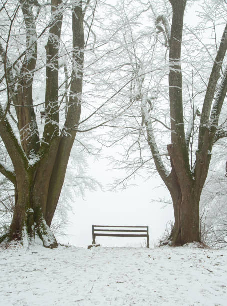istock a bench on the edge of hill between two big trees in a winter snow forest 1935692901