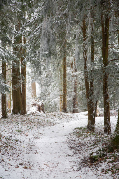 istock the scenic trail in the winter forest, covered with snow 1935715842