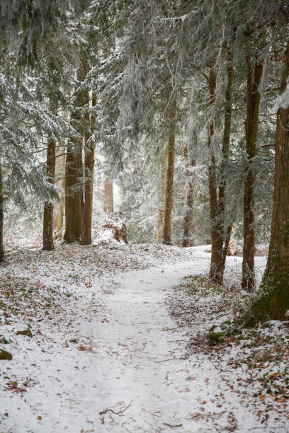 istock the scenic trail in the winter forest, covered with snow 1935717674
