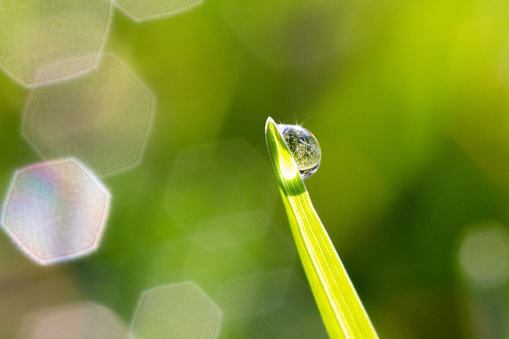 Morning dew water drop on the grass