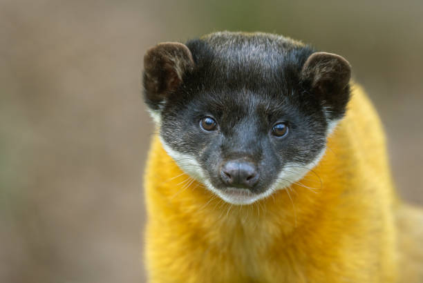 Portrait of a male yellow-throated marten (Martes flavigula).