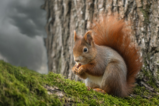 Eurasian red squirrel (Sciurus vulgaris) sitting on an oak tree, eating a hazelnut.