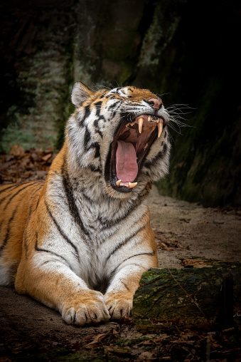 Yawning male Siberian tiger