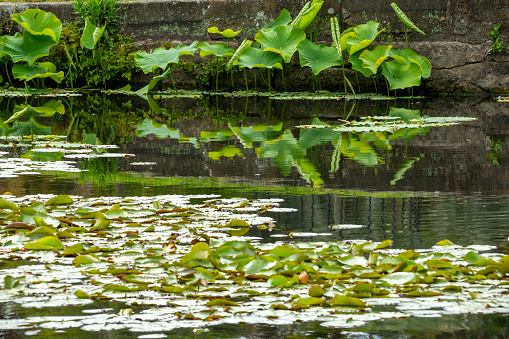 Pond with lotus leaves and water lily pads in early spring