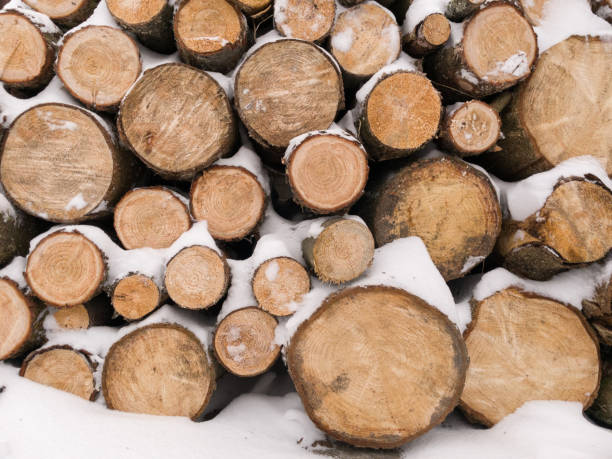 Stacked logs under the snow.