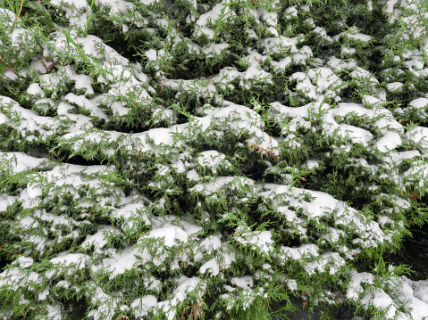 Evergreen pine branches covered in snow.