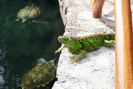 Large bright green iguana sunbathing. Half body image.