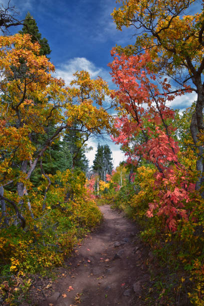 walking through autumnal park with yellow trees