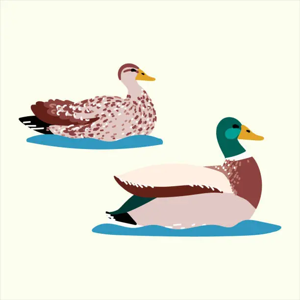 Vector illustration of Wild ducks isolated in flat cartoon design. Male and female of mallard duck