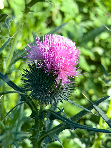 Vertical extreme closeup photo of spiky green leaves and a bright purple flower on a Scottish Thistle plant growing uncultivated among roadside grasses on the south coast of NSW near Mollymook in Summer. Soft focus background.
