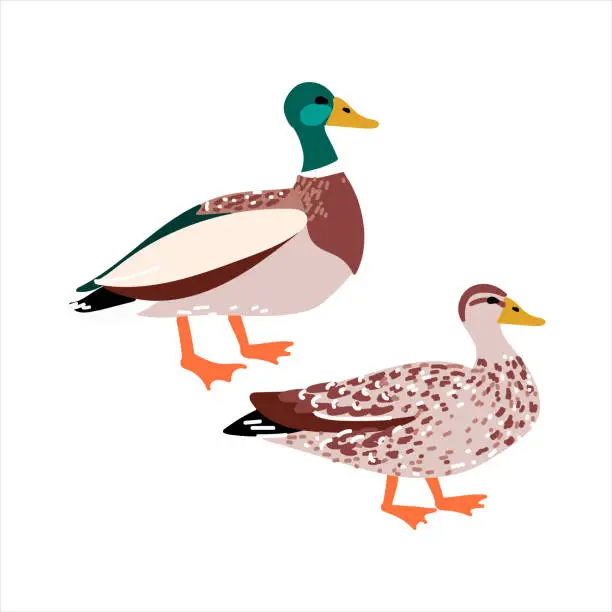 Vector illustration of Wild duck isolated in flat cartoon design. Male and female of mallard duck