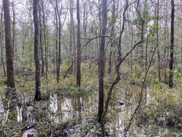 istock Congaree National Park, South Carolina 1935904436