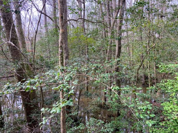 istock Congaree National Park, South Carolina 1935906016
