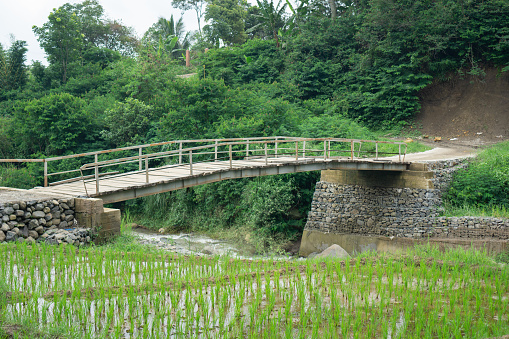 Wooden bridge on the edge of rice fields