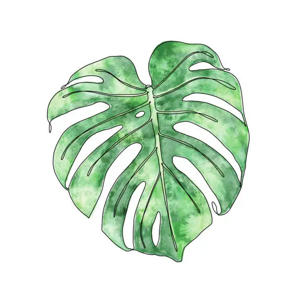 Vector illustration of Monstera Deliciosa single line draing with watercolor texture